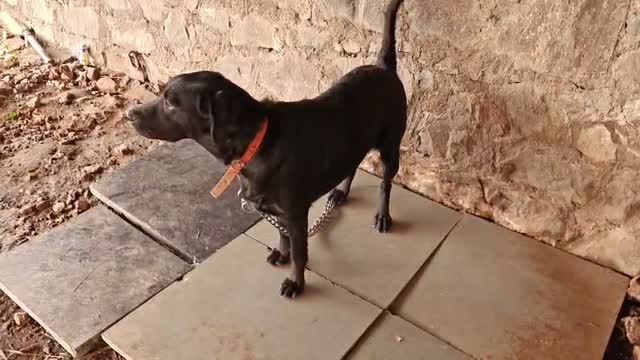 Beagle Black & Tan Puppy, farm video