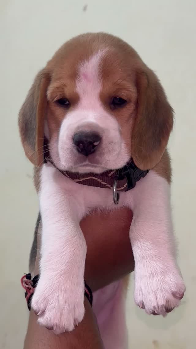 Beagle Black & Tan Puppy, farm video