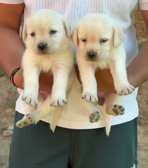 Beagle Black & Tan Puppy, farm video