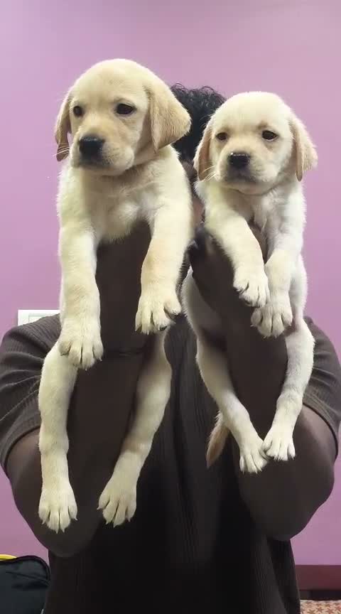 Beagle Black & Tan Puppy, farm video