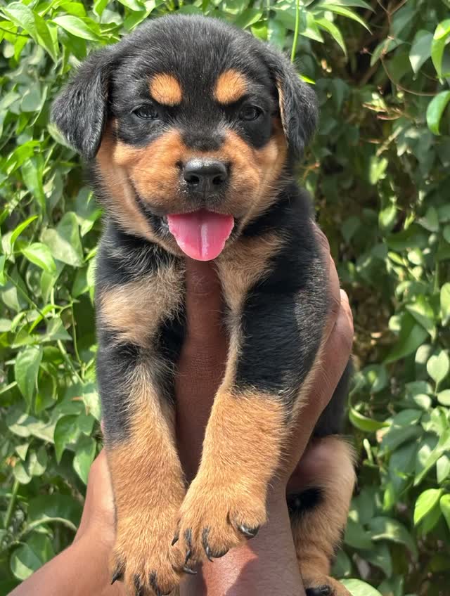 Dachshund Puppy | Brown, farm video