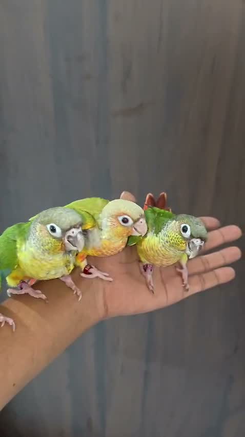 Small Cheek Conure, farm video