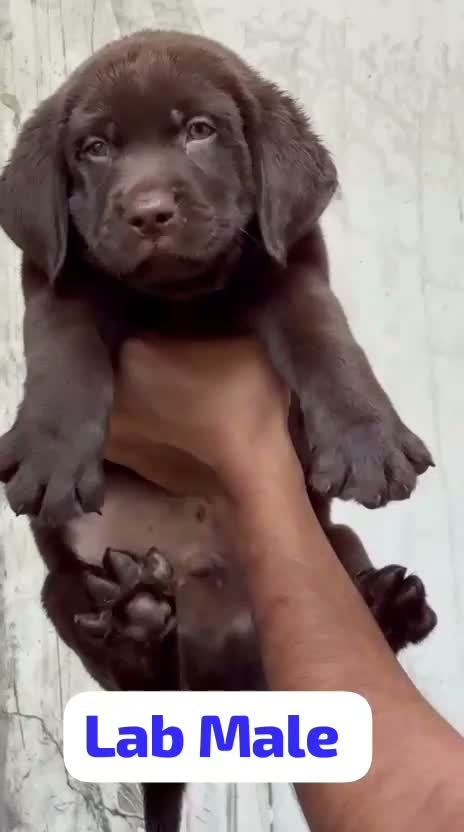 Beagle Black & Tan Puppy, farm video