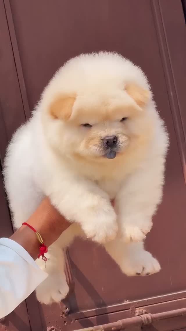 Chow Chow Puppies, farm video