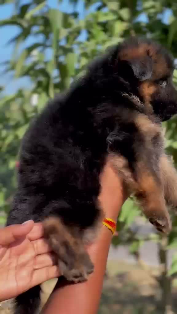 German Shepherd Puppy, farm video