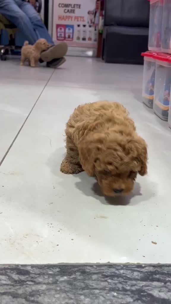 Toy Poodle Puppy, farm video