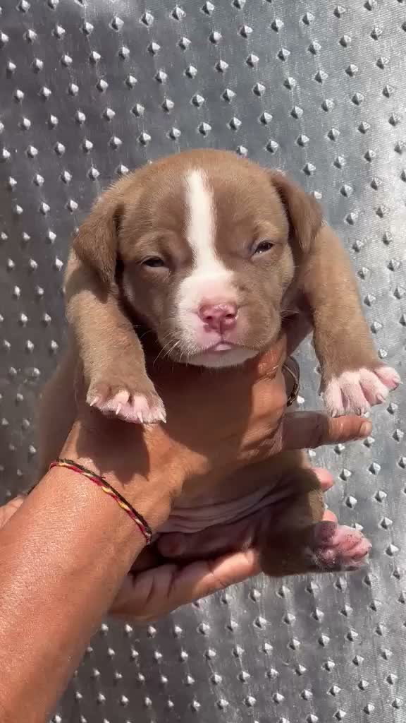 American Bully Pocket Size Puppy, farm video