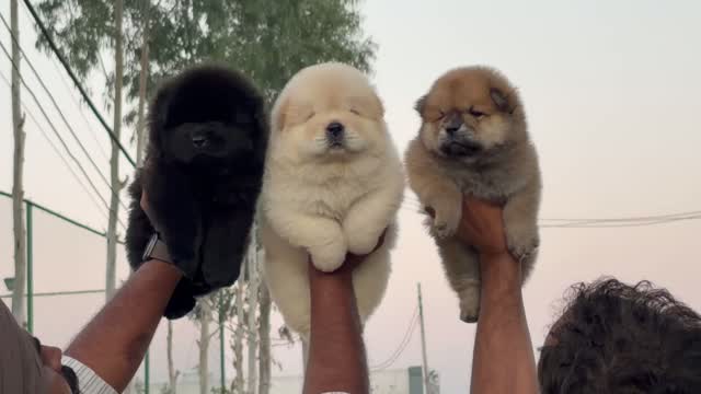 Chow Chow Puppies, farm video