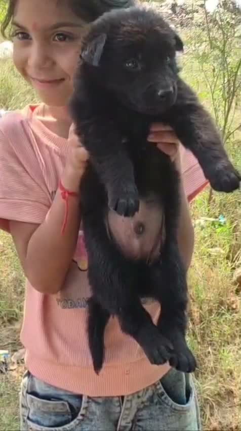 German Shepherd Puppy, farm video