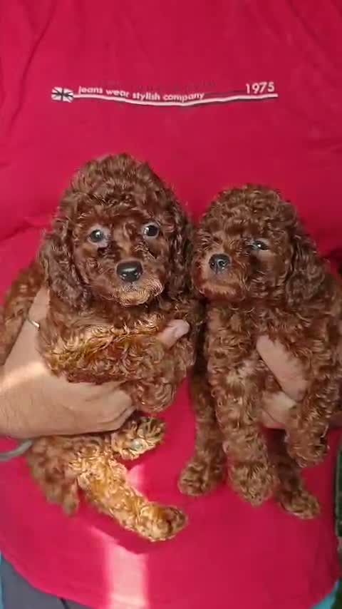 Toy Poodle Puppy, farm video