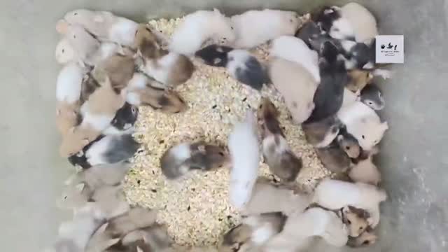 Dwarf Hamster Babies | Adults, farm video