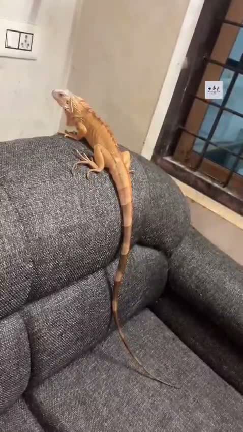 Iguana, farm video