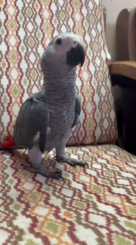 African Grey Parrot, farm video