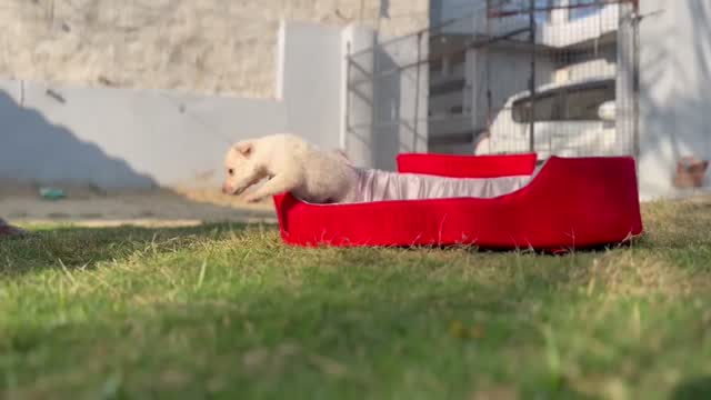 Pomeranian Puppy, farm video