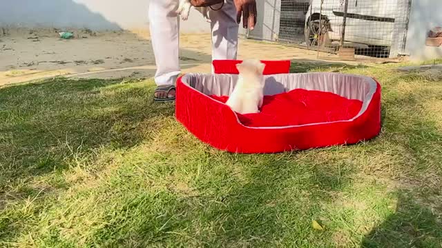 Pomeranian Puppy, farm video