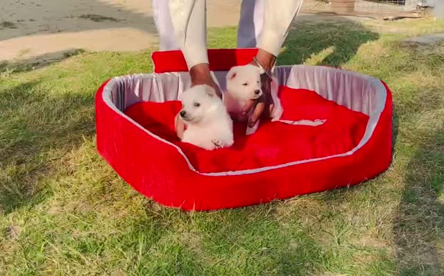 Pomeranian Puppy, farm video