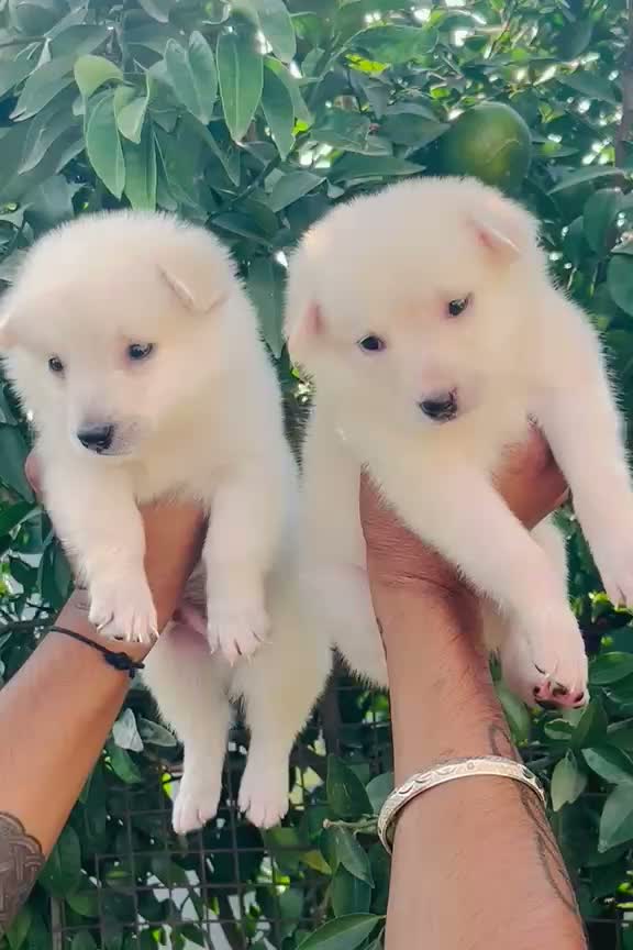 Pomeranian Puppy, farm video