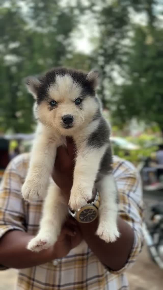 Siberian Husky Puppy | Copper & White Color, farm video