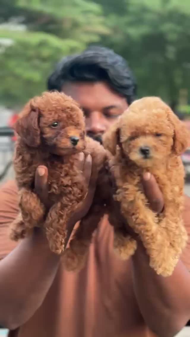 Toy Poodle Puppy, farm video