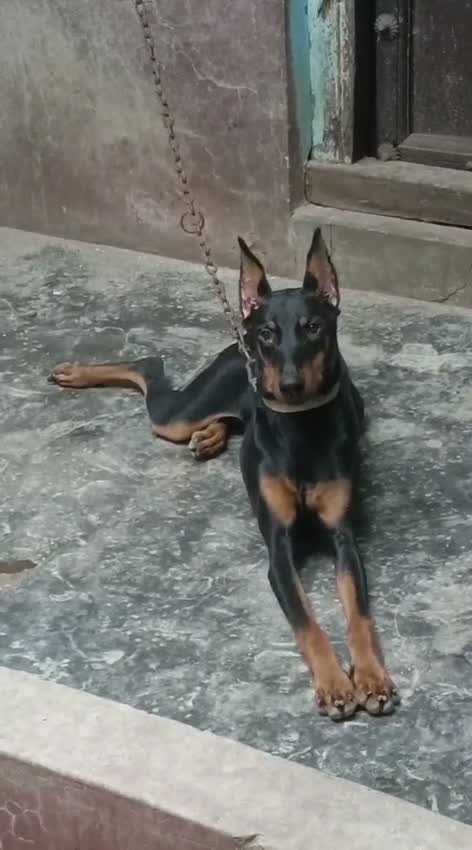 Doberman Pinscher Puppy | Brown & Tan, farm video