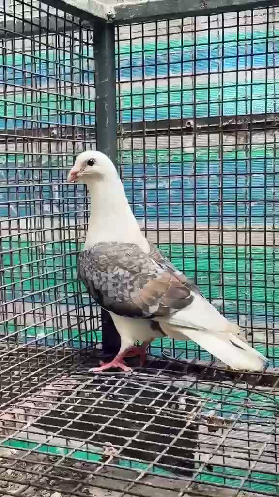 Satin Pigeon, farm video