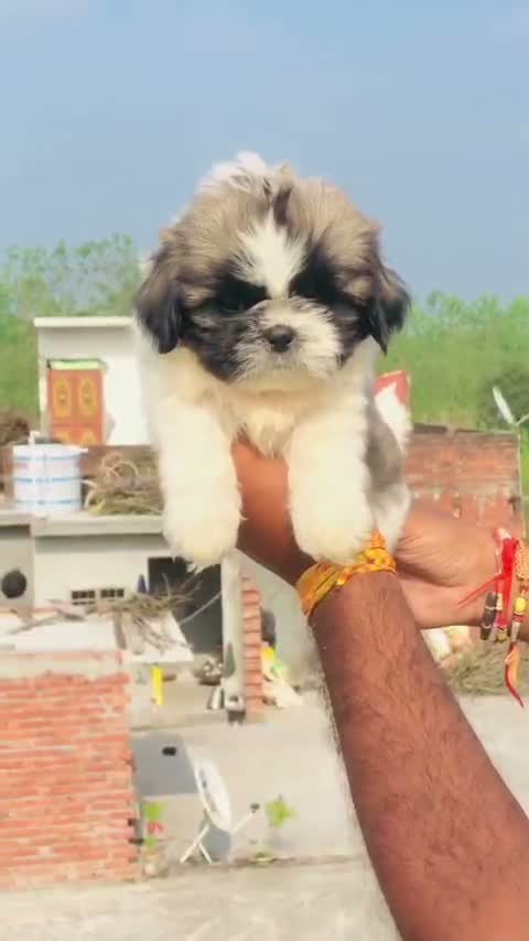 Shih Tzu | Black Color, farm video
