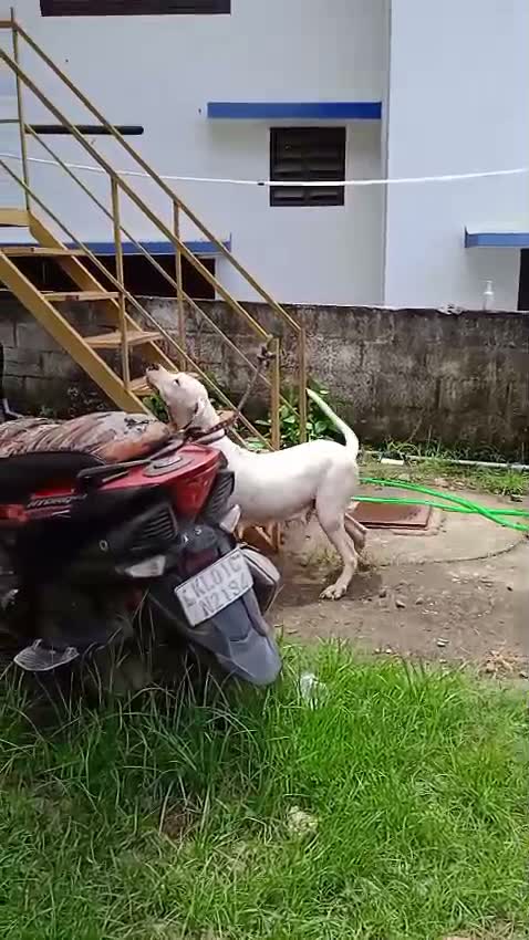 Dogo Argentino Puppy, farm video