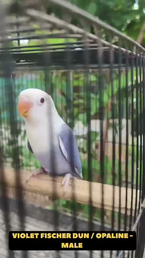 African Love Birds, farm video