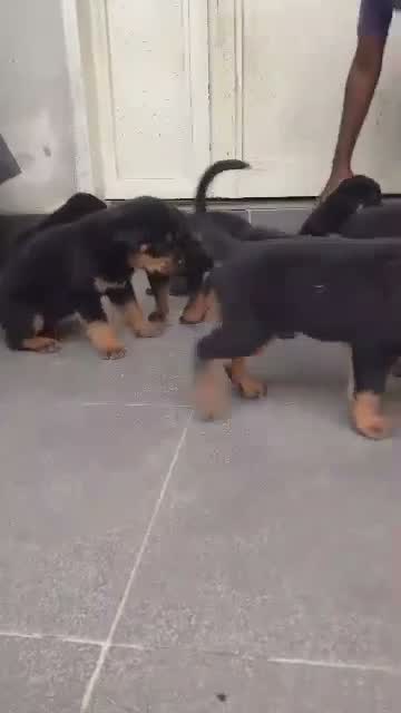 Rottweiler Puppy, farm video