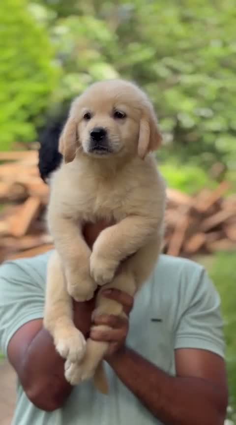 Golden Retriever, farm video