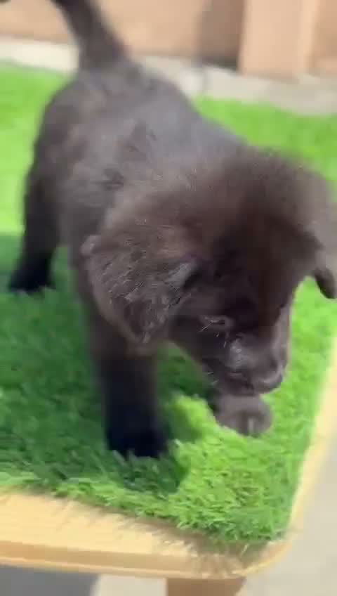 German Shepherd Puppy, farm video