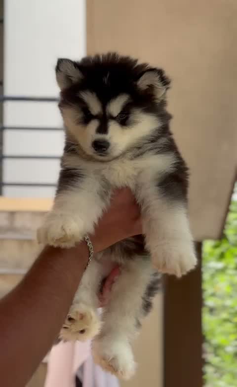 Siberian Husky Puppy | Copper & White Color, farm video
