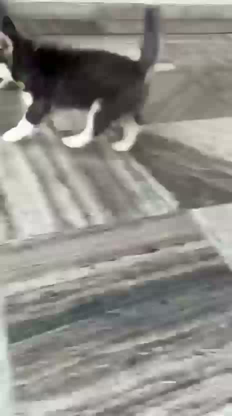 Siberian Husky Puppy | Black & White Color, farm video