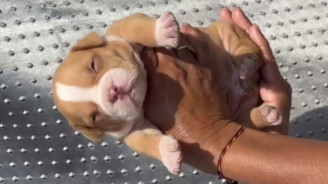American Bully XL Size Puppy, farm video