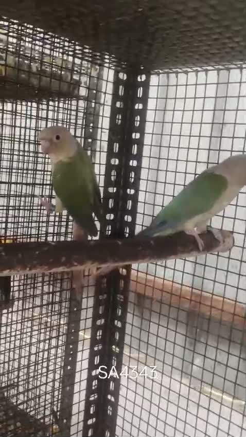 Pineapple Headed Conure, farm video