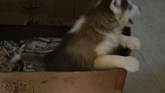 Siberian Husky Puppy | Black & White Color, farm video