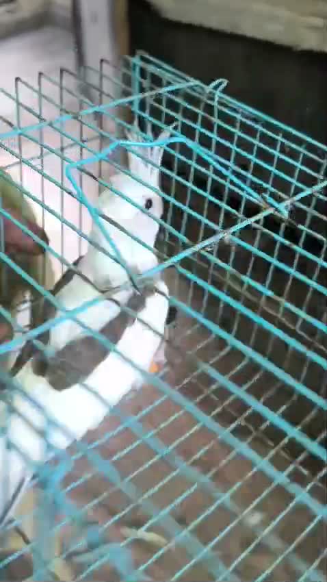 Cockatiel, farm video