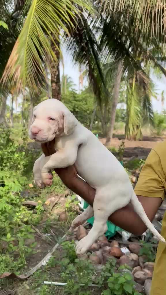 Great Dane Puppy | Brindle, farm video
