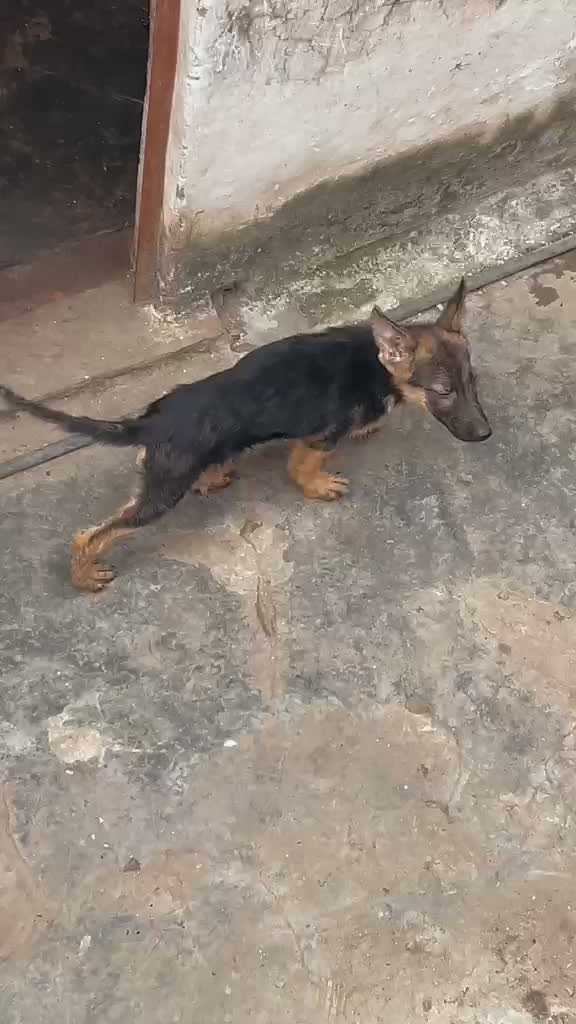 German Shepherd Puppy, farm video