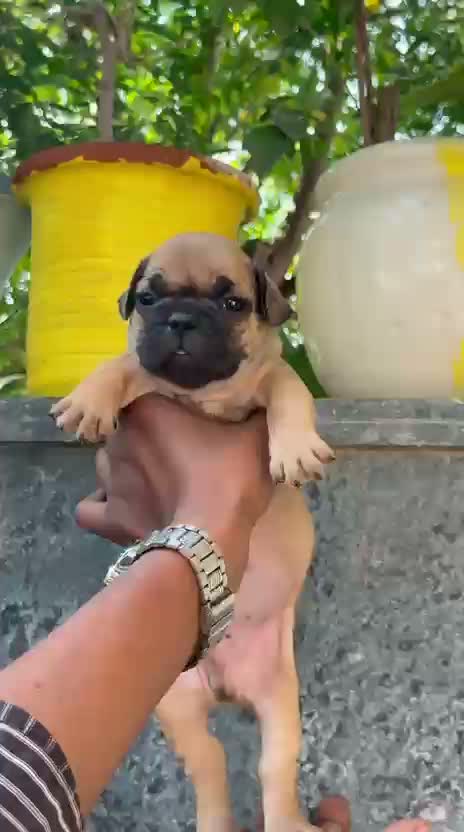 French Bulldog Puppy, farm video