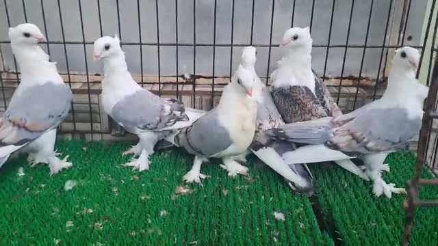 Chotiyal Pigeon, farm video