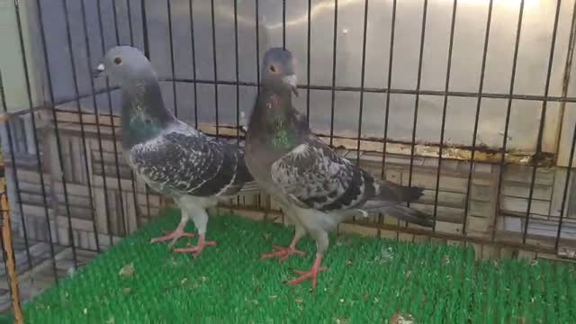 Chotiyal Pigeon, farm video