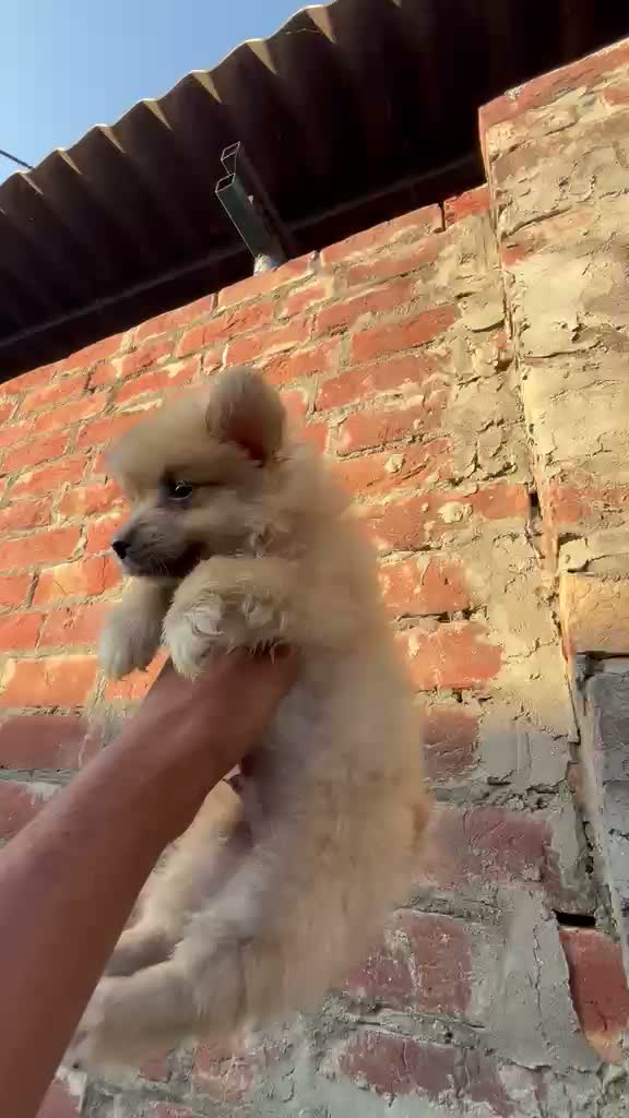 Pomeranian Puppy, farm video