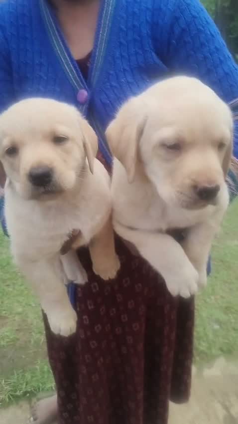 Beagle Black & Tan Puppy, farm video