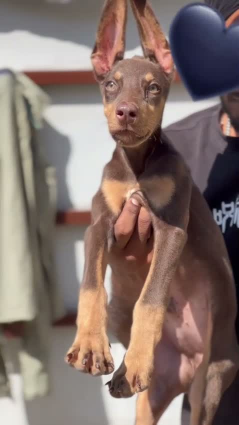 Doberman Pinscher Puppy, farm video