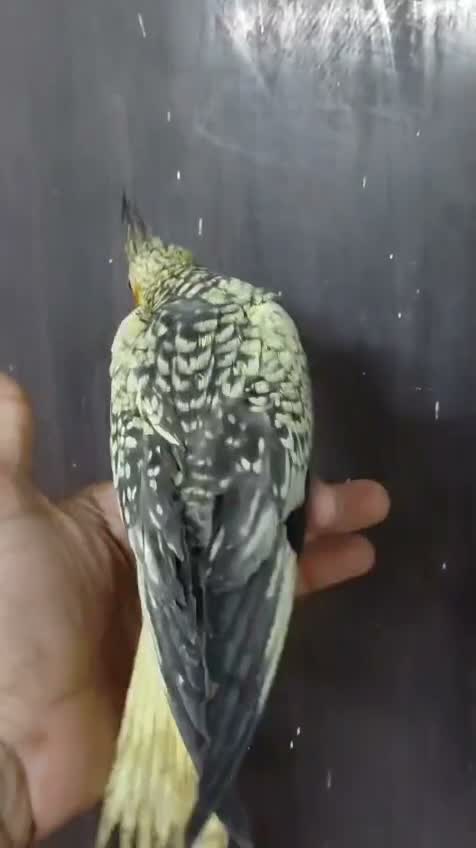 Cockatiel, farm video