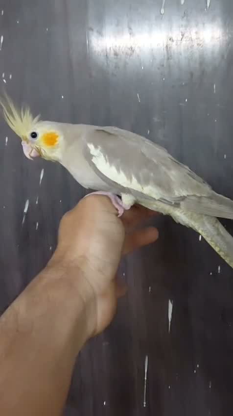 Cockatiel, farm video