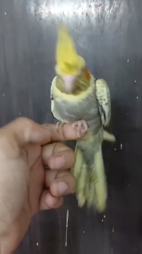 Cockatiel, farm video