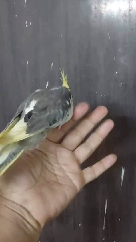 Cockatiel, farm video
