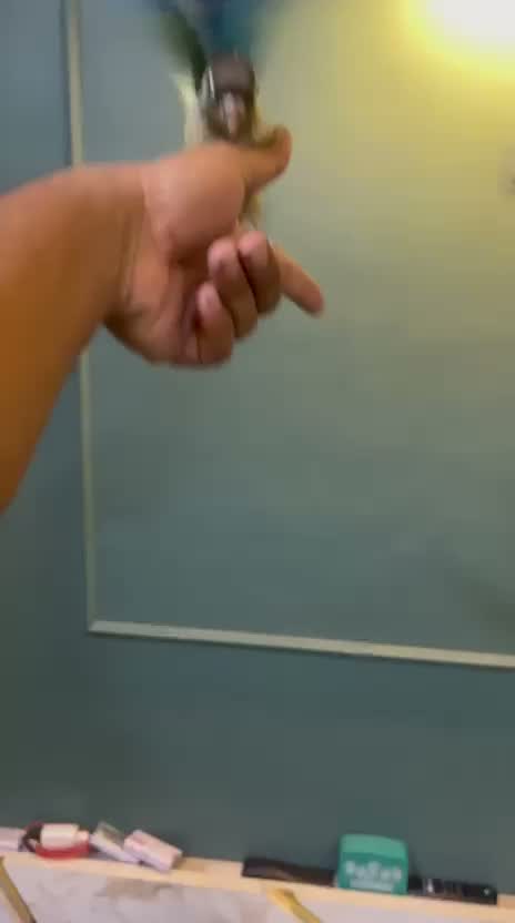 Small Cheek Conure, farm video
